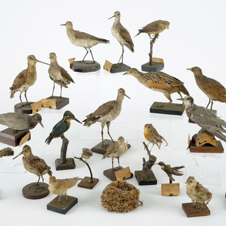 Un lot de 20 oiseaux et un nid, taxidermie, 19/20ème