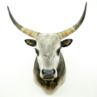 A large bust of a Hungarian grey bull, modern taxidermy