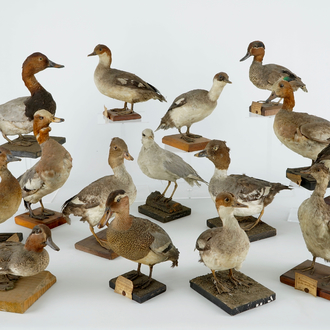 Een lot van 15 vogels, taxidermie, 19/20e eeuw