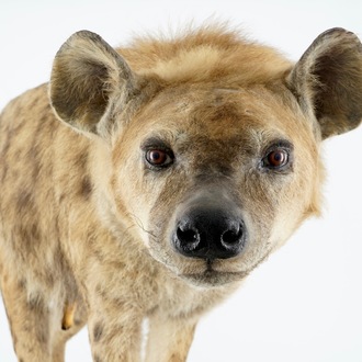 A hyena, presented standing, modern taxidermy