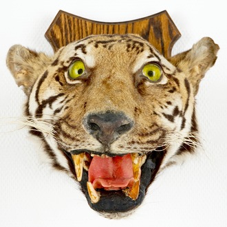 Tête de tigre montée sur bois, taxidermie, 1ère moitié du 20ème