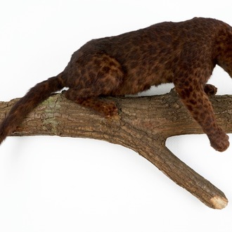 A brown-speckled jaguar on a tree trunk, taxidermy, 1980's