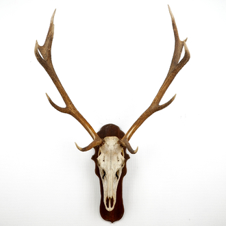 A skull of a red deer with large antlers, mounted on wood
