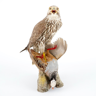 A saker falcon with a rock partridge as its prey, modern taxidermy