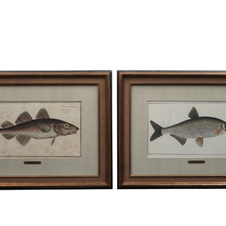 Twee handingekleurde gravures van vissen uit "Ichtyologie" van Bloch, ca. 1785