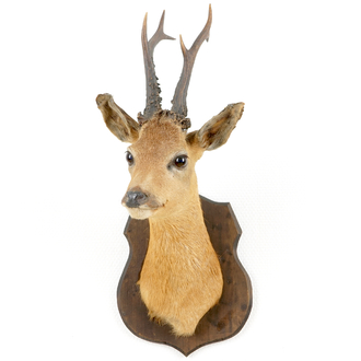 A bust of a roe deer, mounted on wood, taxidermy, late 20th C.