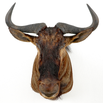 A bust of a wildebeest, modern taxidermy