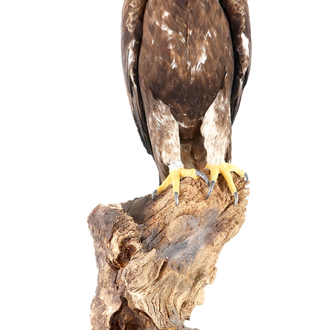 A large female golden eagle, presented standing, modern taxidermy