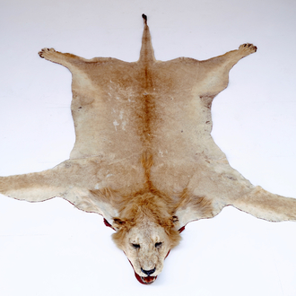 A male lion prepared as a rug, with head