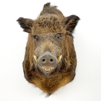 A bust of a wild boar, taxidermy, late 20th C.