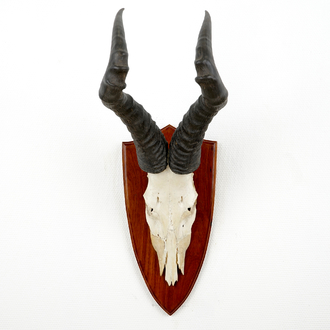 A horned skull of hartebeest, mounted on wood