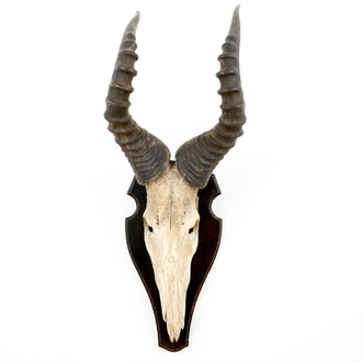 Three horned skulls of a blesbok, impala and reedbuck, mounted on wood