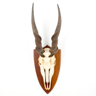 Un crâne à cornes d'un éland du Cap, monté sur bois