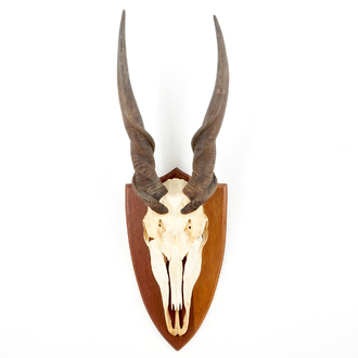 A horned skull of a common eland antelope, mounted on wood