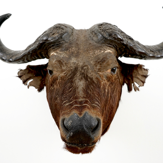 A head of an African buffalo, taxidermy, 2nd half 20th C.