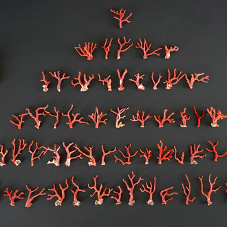 Une collection de branches de corail rouge, région d'Italie