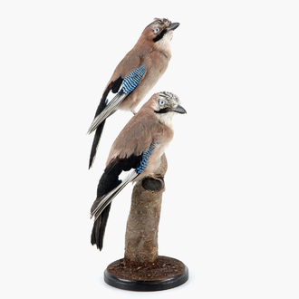 Two Eurasian Jay birds on a small wooden trunk, modern taxidermy