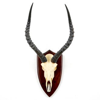 An impala skull with horns, mounted on wood, late 20th C.