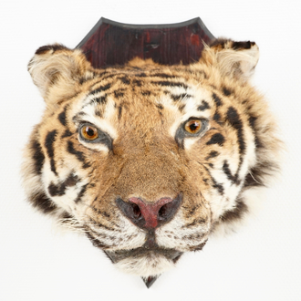 Een kop van een Siberische tijger, taxidermie, 2e helft 20e eeuw