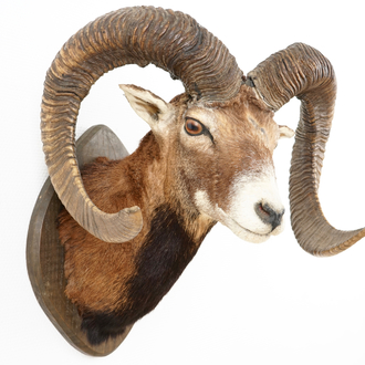 A bust of a mouflon, mounted on wood, taxidermy, late 20th C.