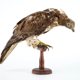 Une bondrée apivore, taxidermie, 1ère moitié du 20ème