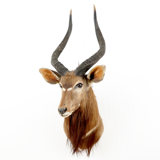 Un buste d'un nyala, taxidermie de la fin du 20ème