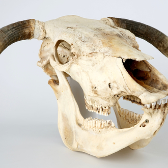 A complete bull's skull, with horns