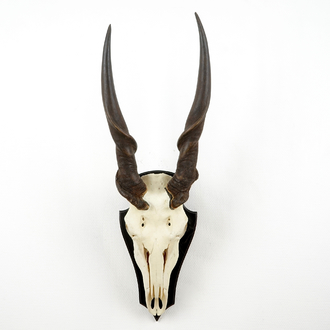 A horned skull of a common eland antelope, mounted on wood