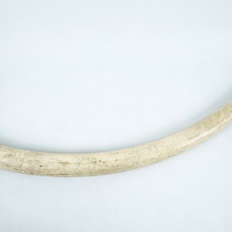 An unworked ivory tusk with CITES certificate, 20th C.