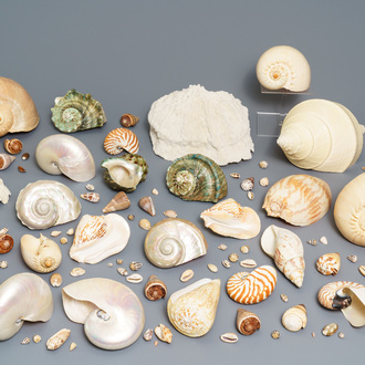 A collection of large sea shells and a white coral