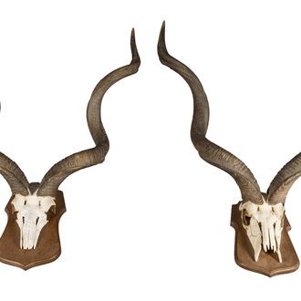 A pair of kudu hunting trophies, 20th C.