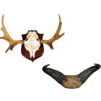 Two hunting trophies of a moose and a wildebeest, 20th C.