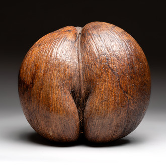 A coco de mer or sea coconut (Lodoicea maldivica), Seychelles