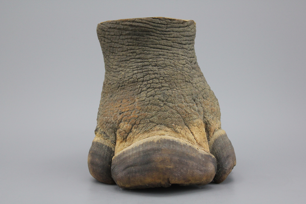 A foot of a rhinoceros, 19/20th C.