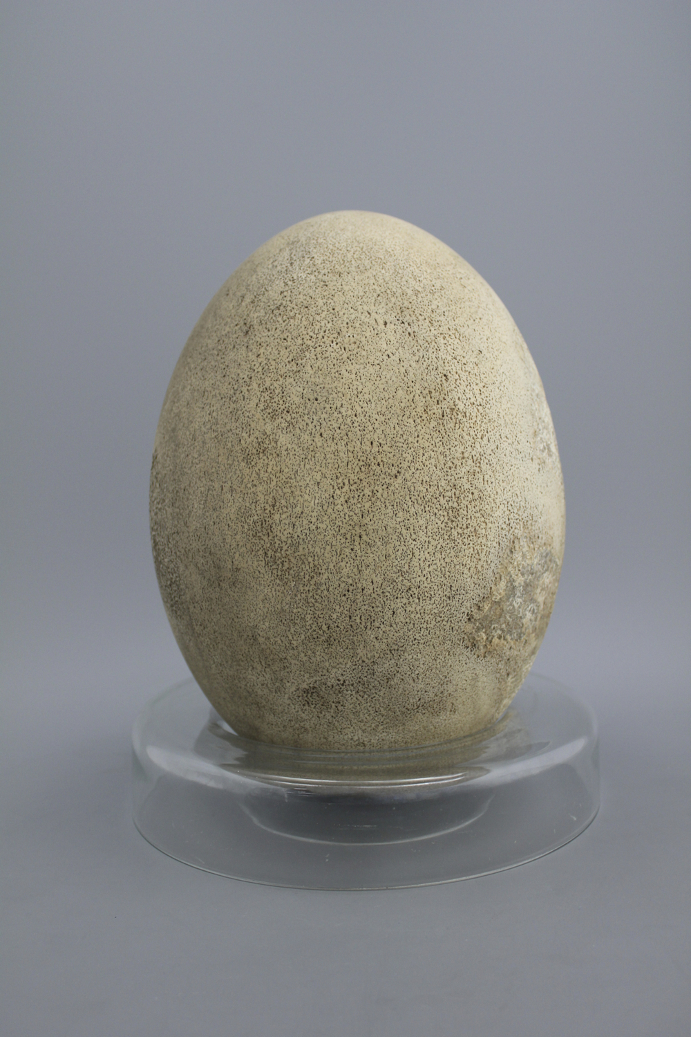 A rare intact egg of an elephant bird, Aepyornis Maximus, Madagascar, pre-17th C.