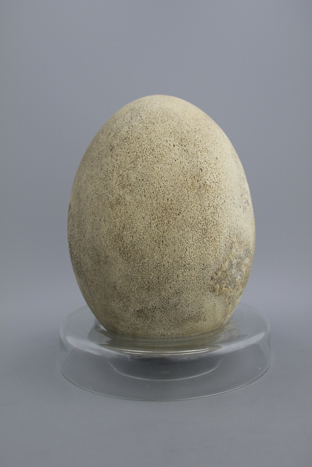 Look: Extinct 'elephant bird' egg seized by Italian customs 