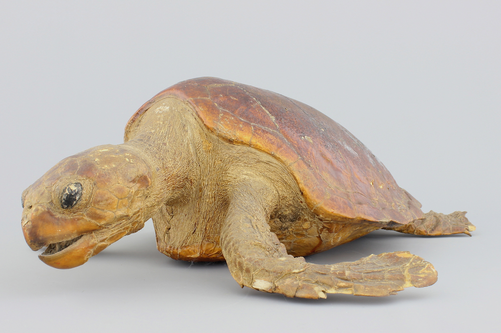 Opgezette zeeschildpad, 19e-20e eeuw