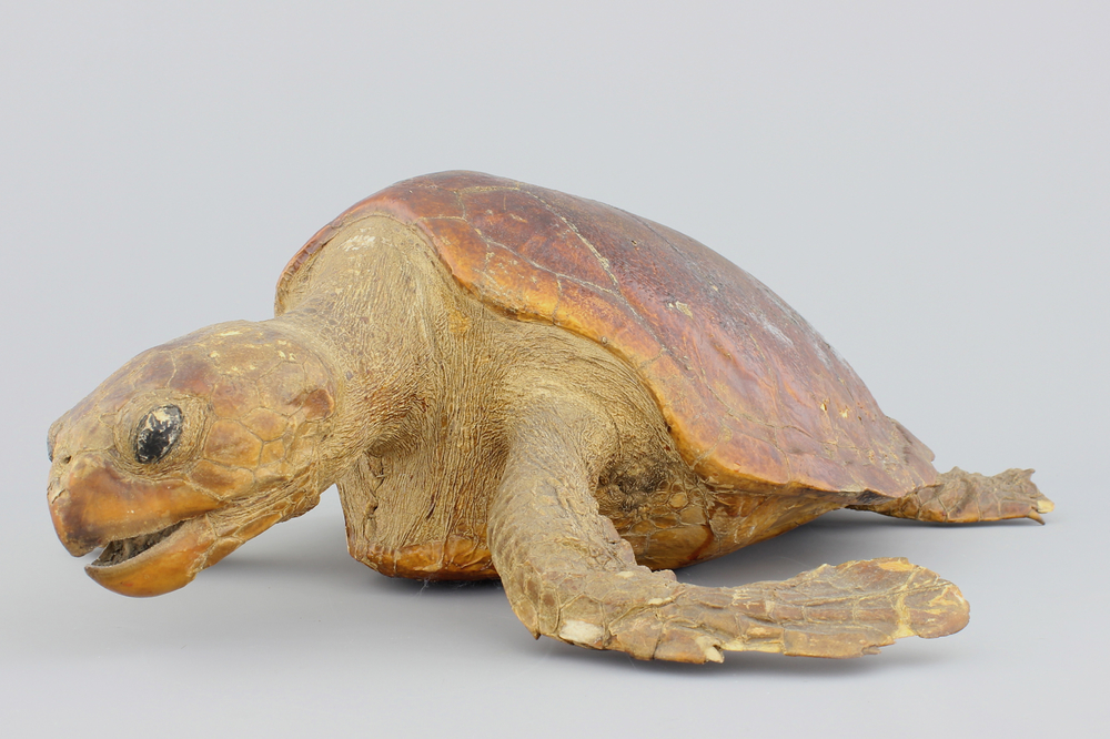 A taxidermy sea turtle, 19/20th C.