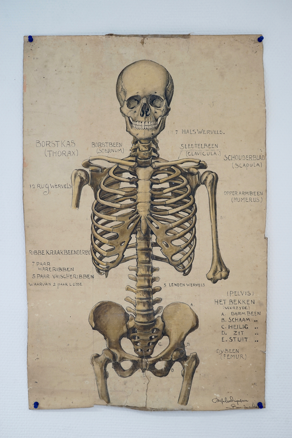 Two large anatomical drawings of human skeletons, ca. 1939