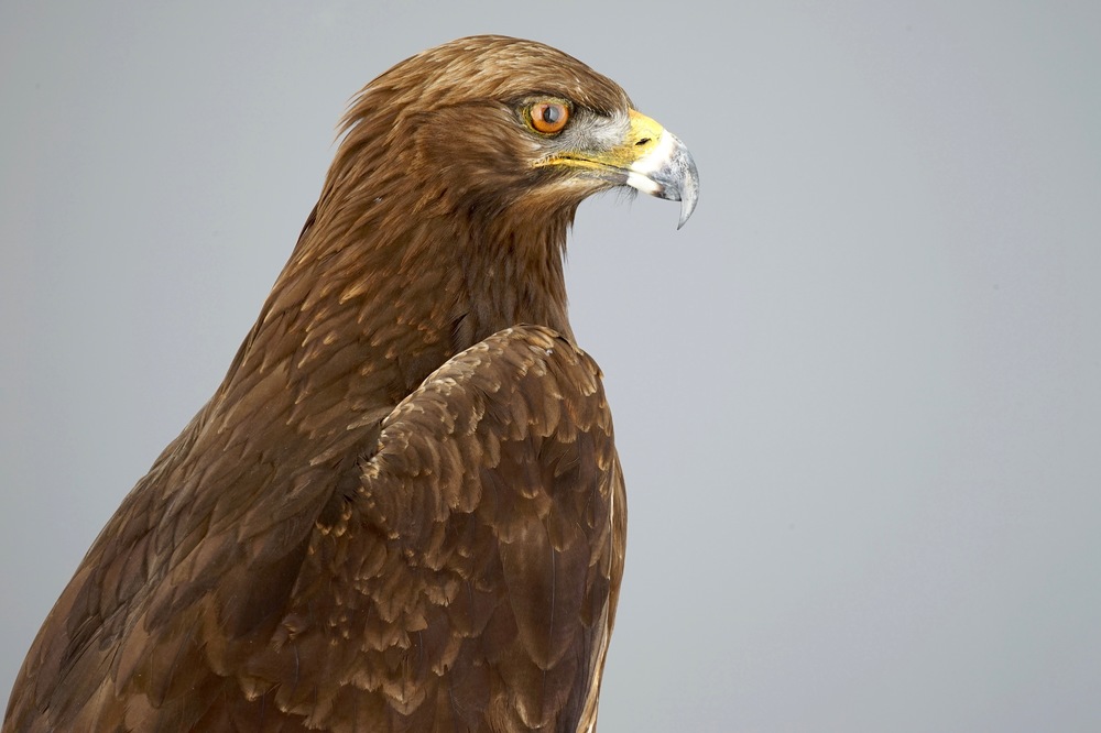 A golden eagle, presented standing on a rock, modern taxidermy