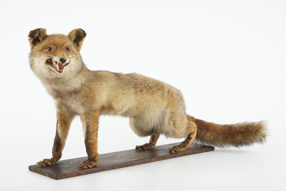 Een inlandse vos op houten sokkel, taxidermie, ca. 1930