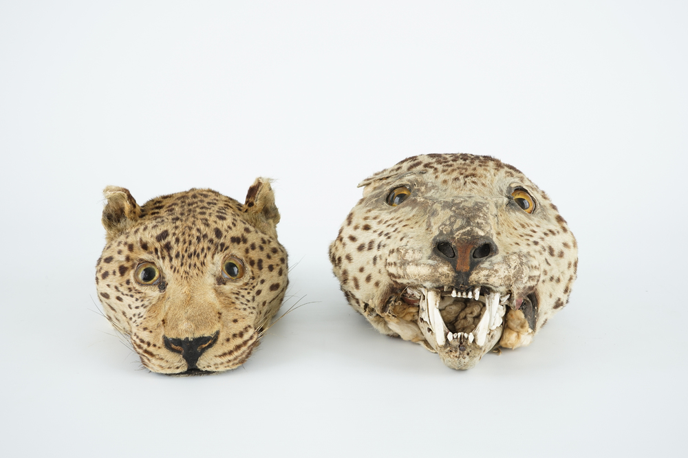 Twee panterkoppen, antieke taxidermie, 19e eeuw