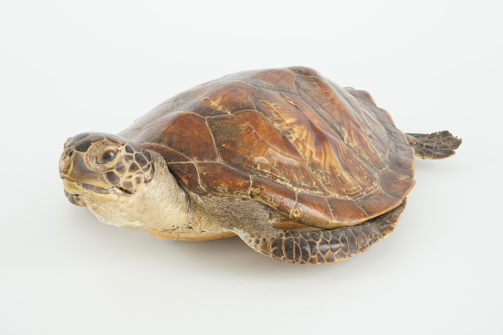 An old sea turtle, taxidermy, 19/20th C.