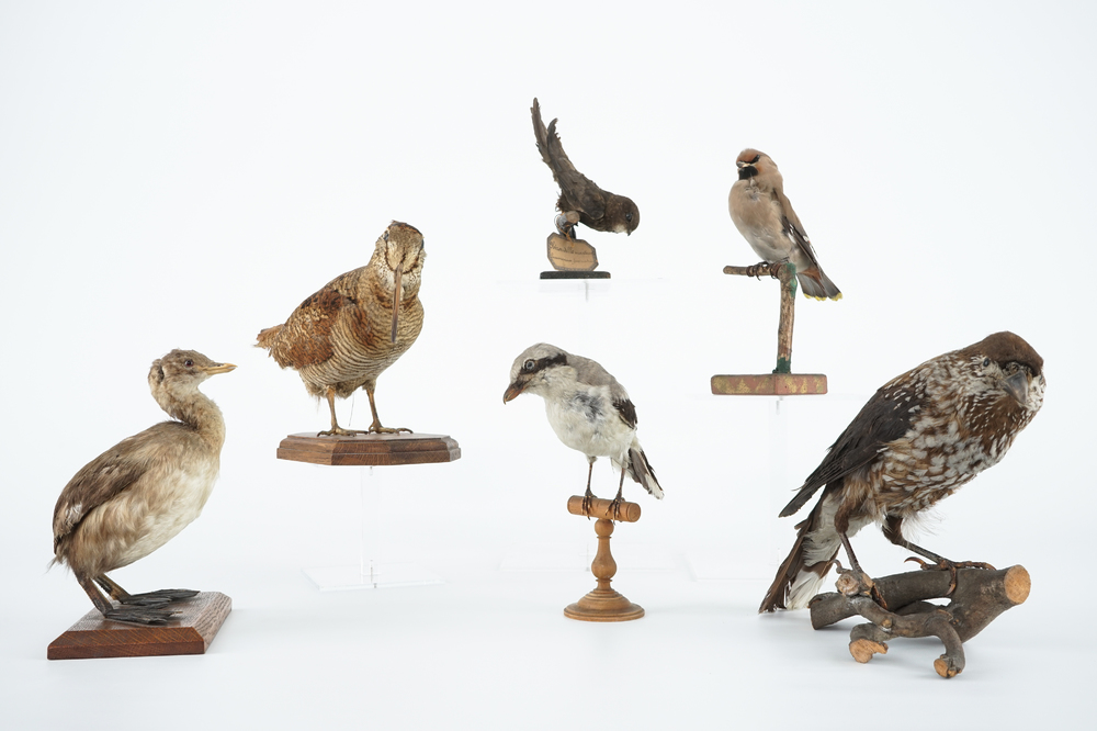 Zes kleine opgezette Europese vogels, taxidermie 19e/20e eeuw