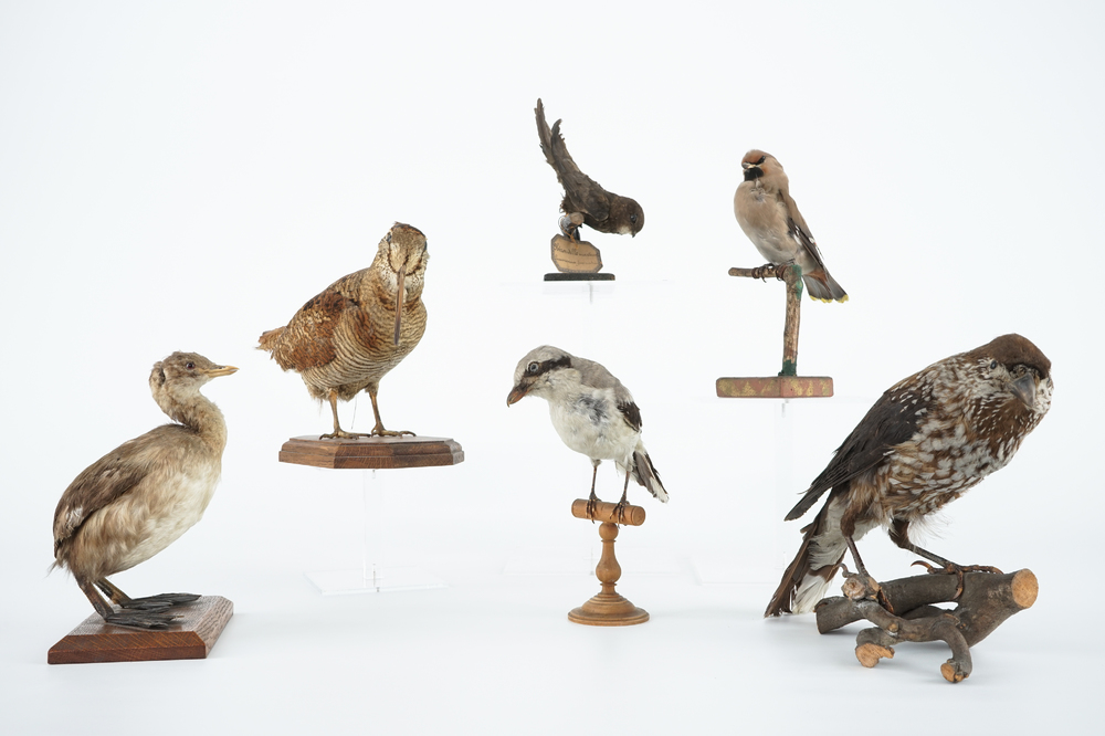 Un lot de six oiseaux naturalis&eacute;s, taxidermie du 19/20&egrave;me