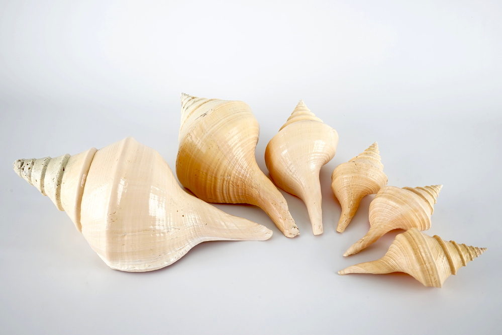 A set of six exceptionally large sea shells