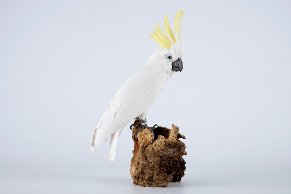 Een geelkuifkaketoe, moderne taxidermie