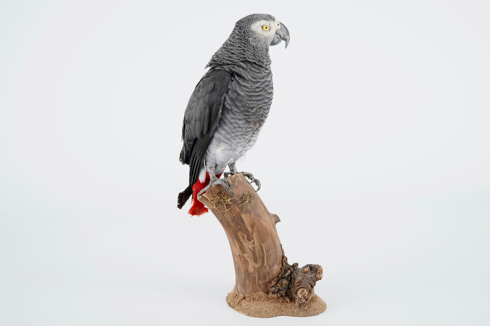 An African grey parrot, taxidermy, late 20th C.