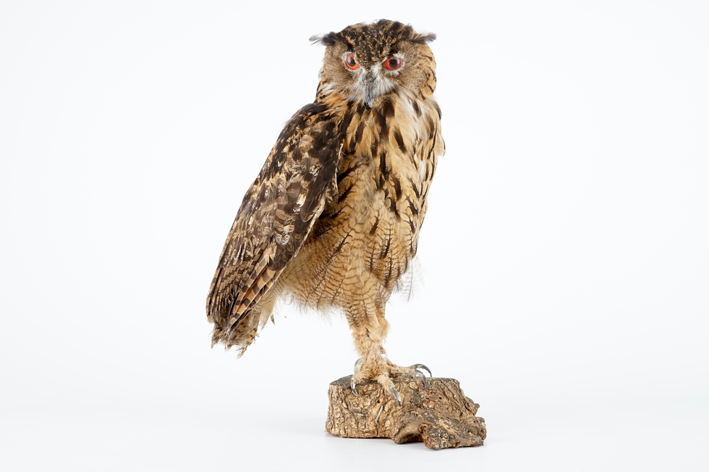 Un Hibou grand-duc naturalis&eacute;, taxidermie moderne