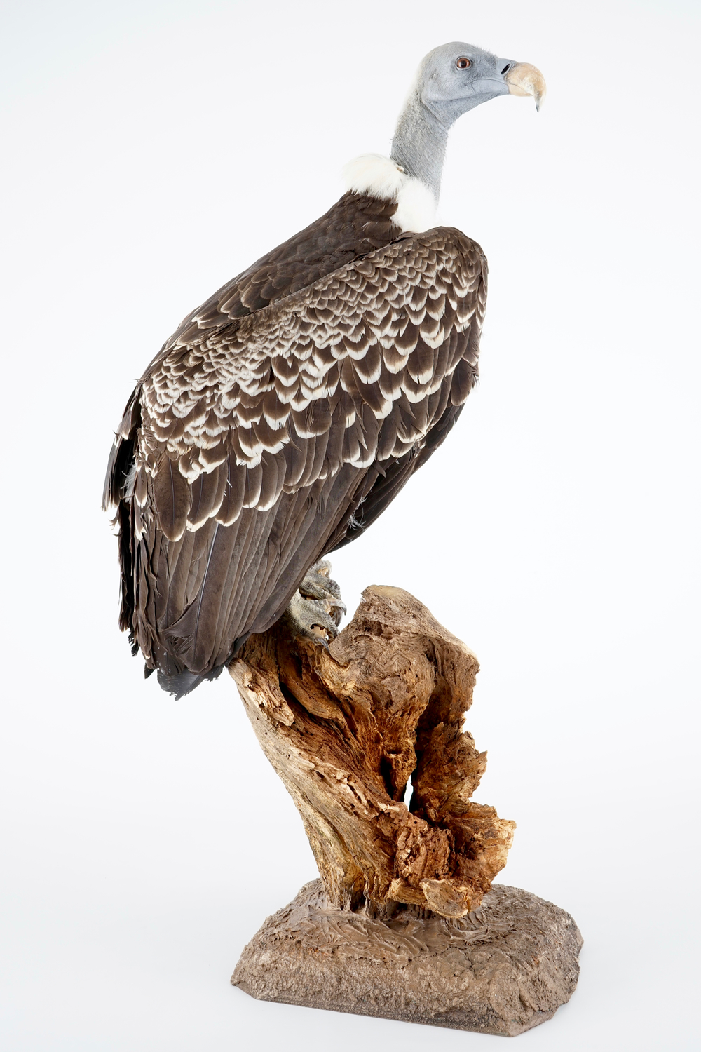 A R&uuml;ppell's vulture, presented on branch, recent taxidermy